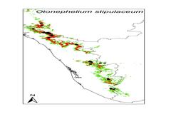 Otonephelium stipulaceum